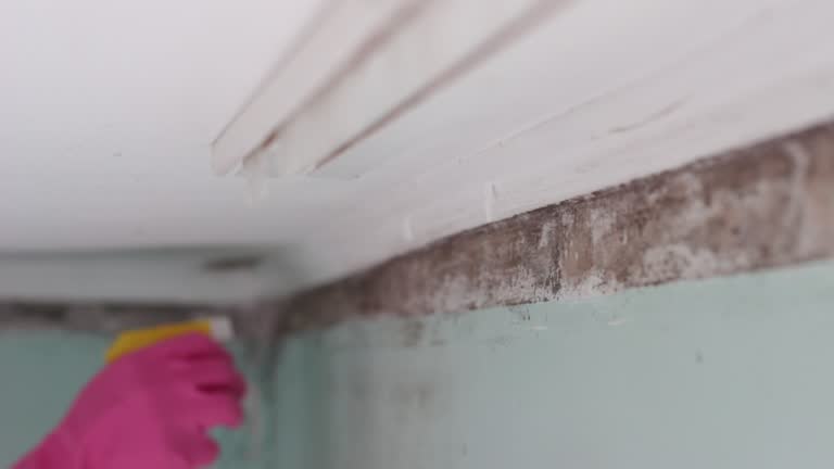 Waterville, MN Mold Removal Pros