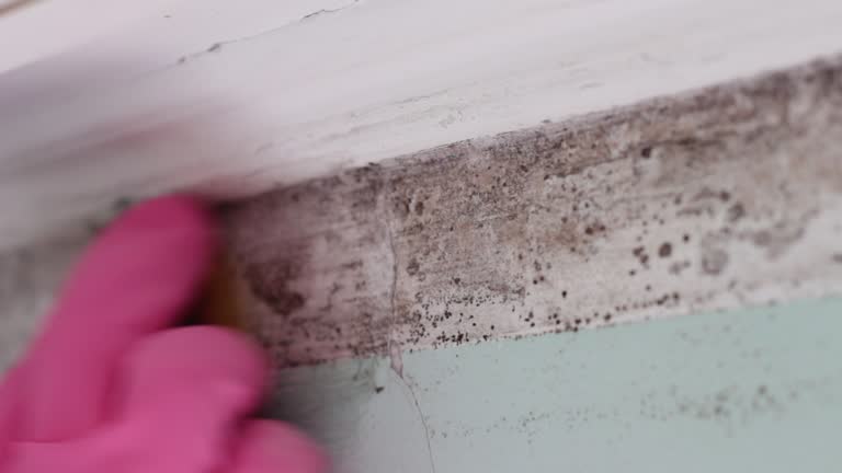 Best Mold Remediation for Healthcare Facilities  in Waterville, MN